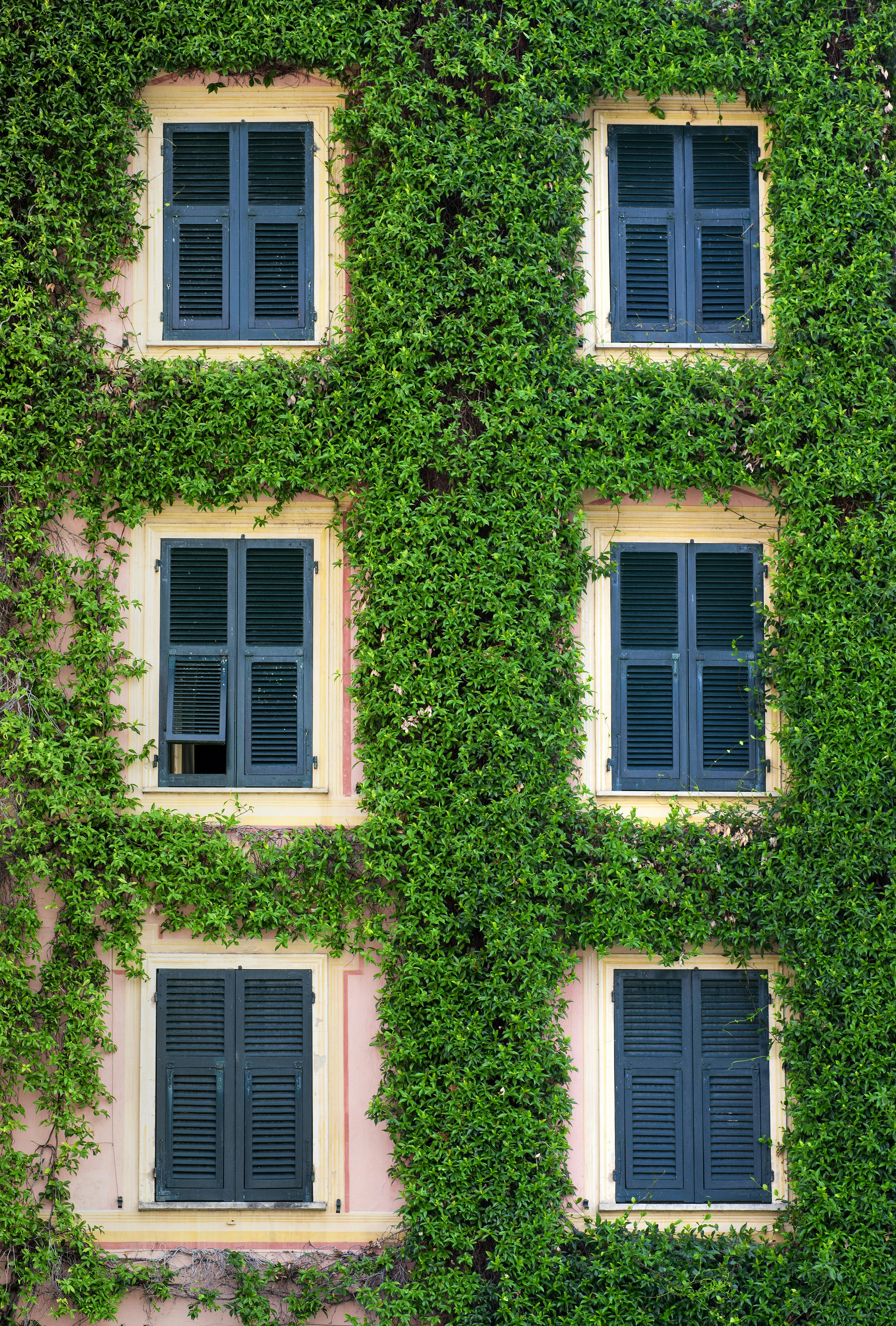 Fassadenbegrünung - Garten- und Landschaftsbau Weißmüller
