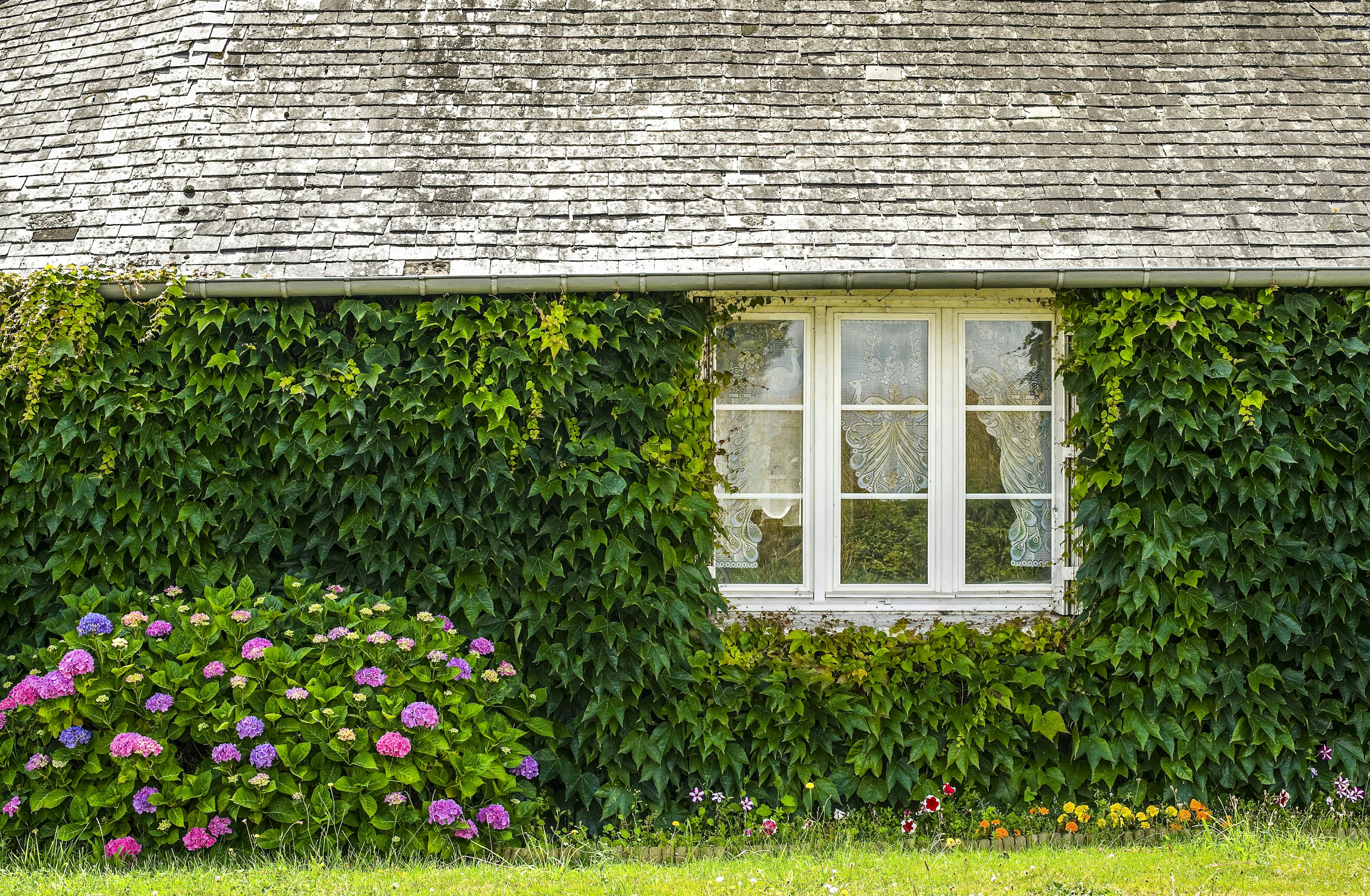 Fassadenbegrünung | Garten- und Landschaftsbau Weißmüller