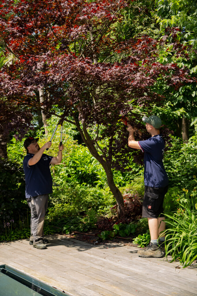 Zwei Mitarbeiter von Weißmüller Garten & Landschaftsbau bei der Gehölzpflege