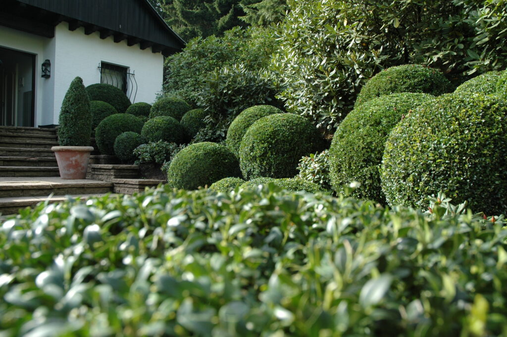 Heckenpflege